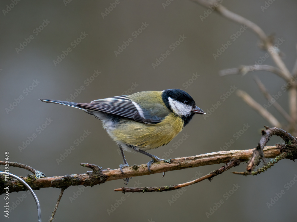 Obraz premium Kohlmeise (Parus major)