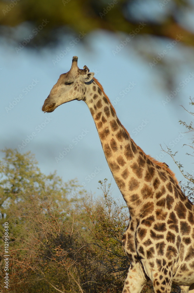 Obraz premium Girafe de profil au Parc Kruger en Afrique du Sud 