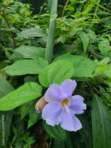 Purple flower in a hawaiian jungle