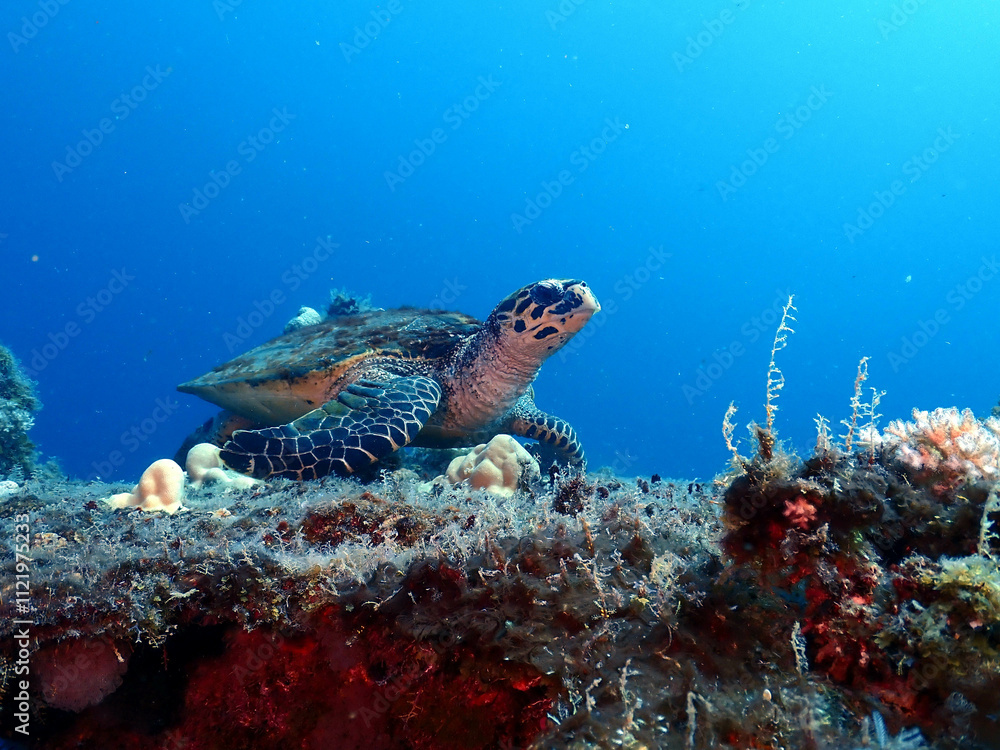 Naklejka premium Hawksbill Turtle underwater