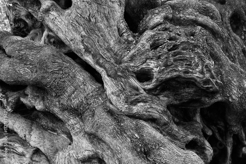 Schilderij op canvas Viejo tronco de olivo centenario en blanco y negro