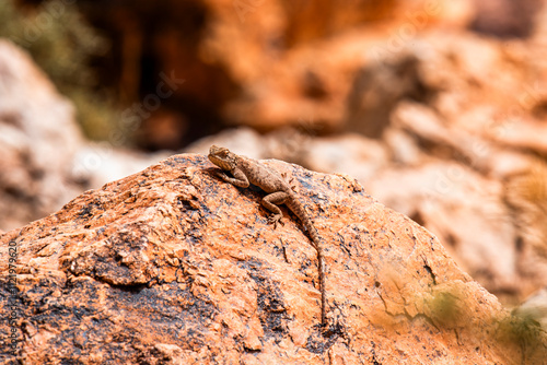 2024 03 13 Jebel Saghro lizard 205 photo