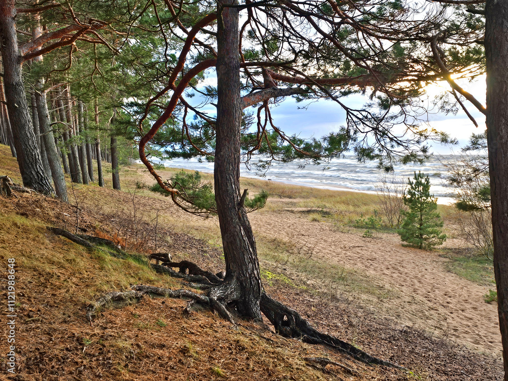 Obraz premium Pine trees on the shore of the Baltic Sea 