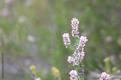 Erica manipuliflora is a plant belonging to the genus Erica photo