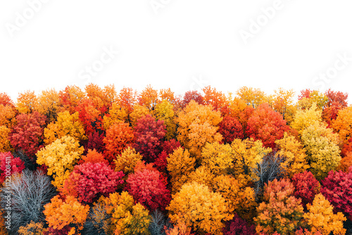 A vibrant top view of a forest showcasing an array of autumn foliage, featuring rich oranges, reds, and yellows against a clear blue sky. photo