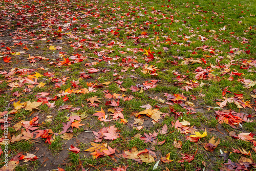 Vibrant red, orange, and yellow autumn leaves scattered across a green grassy field, capturing the essence of the fall season in a natural outdoor setting. photo