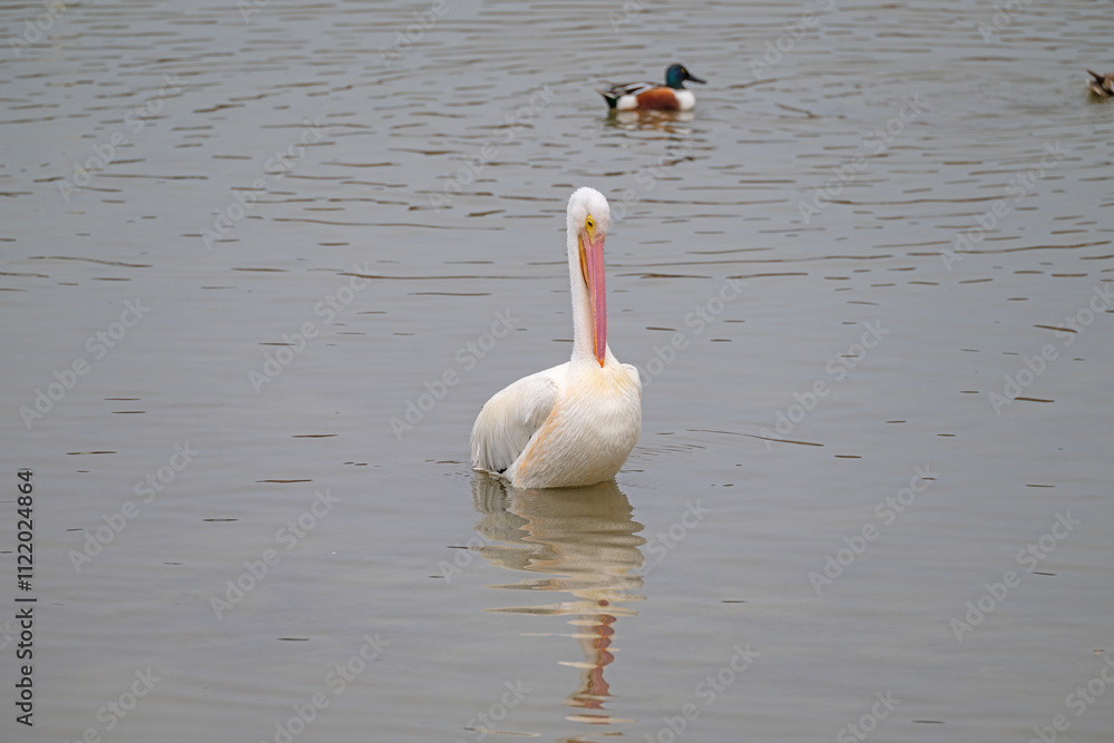 Pelican Trying to Scratch an Itch