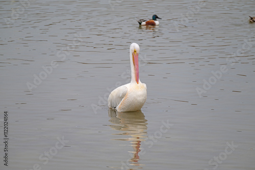 Obraz na płótnie Pelican Trying to Scratch an Itch w salonie