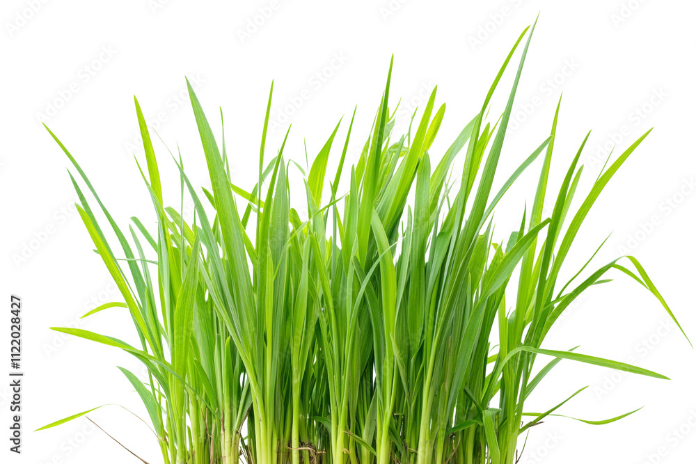Fototapeta premium Fresh green grass blades with a vibrant appearance on a white isolate background, perfect for nature-themed designs or gardening projects.