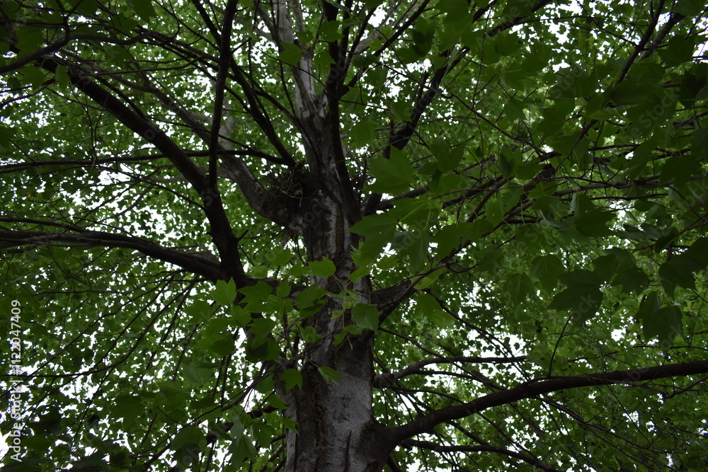Fototapeta premium green leaves in the sun