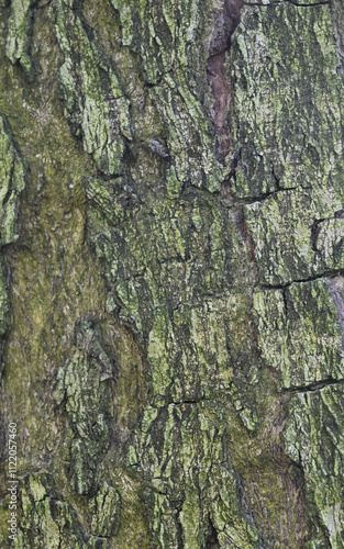 Beautiful close-up of kigelia africana photo