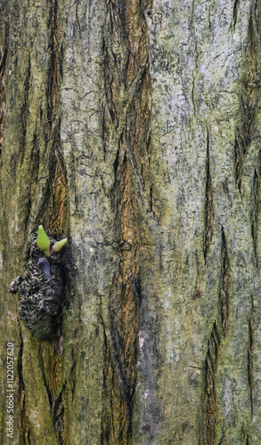 Beautiful close-up of the bark of crescentia cujete photo