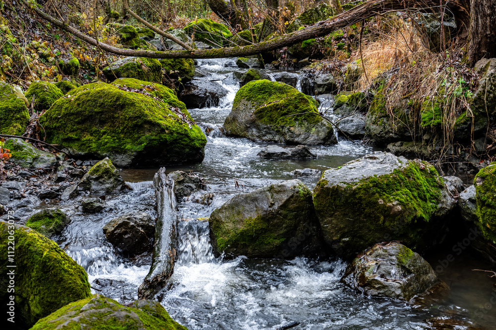 Fototapeta premium Crystal-clear water flowing among moss-covered rocks and fallen branches in turenilor gorge, cluj county, romania