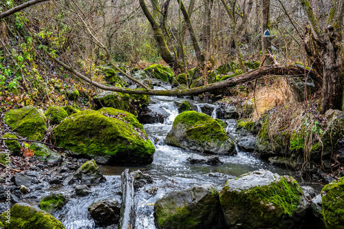 Racilor valley flowing through mossy rocks and fallen trees in turenilor gorge, a natural reservation near cluj-napoca city, romania