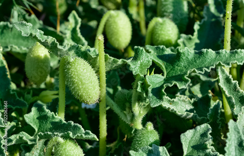 photos of wild plants and medicinal plants