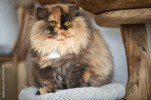 Edle Luxus Katze , imposant Britisch Kurzhaar und Langhaar