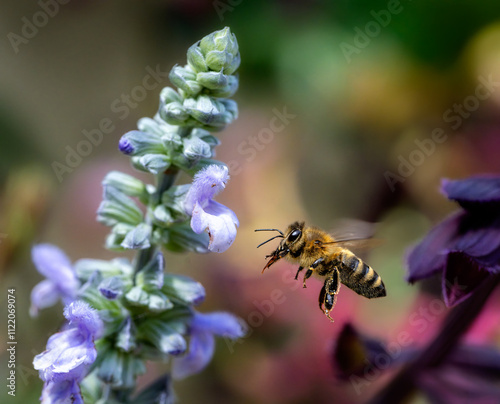 Bee flying to a purple sage flower
