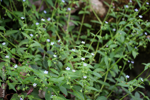  Memoremea scorpioides, omphalodes scorpioides grows in the wild in the forest photo