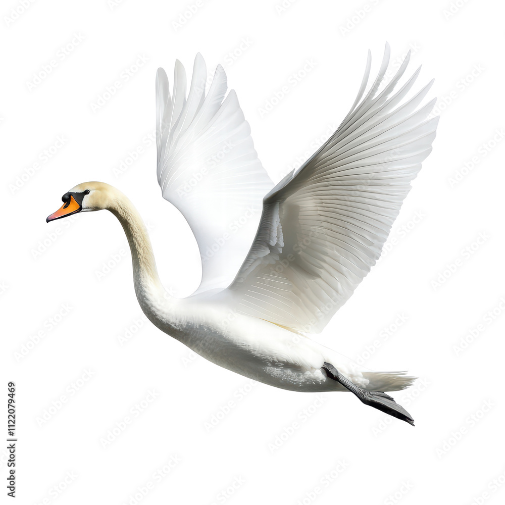 Fototapeta premium Majestic swan in flight with outstretched wings, showcasing elegance and beauty. white feathers contrast against dark background, creating stunning visual. isolated on transparent background