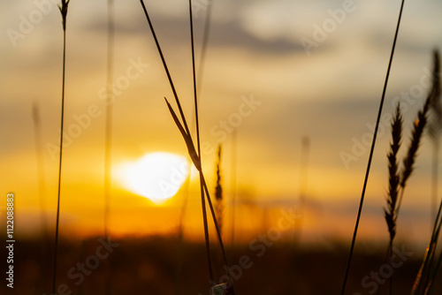 Outlines of grass against backdrop of bright setting sun. Outline of steppe plants against background of setting sun.. photo