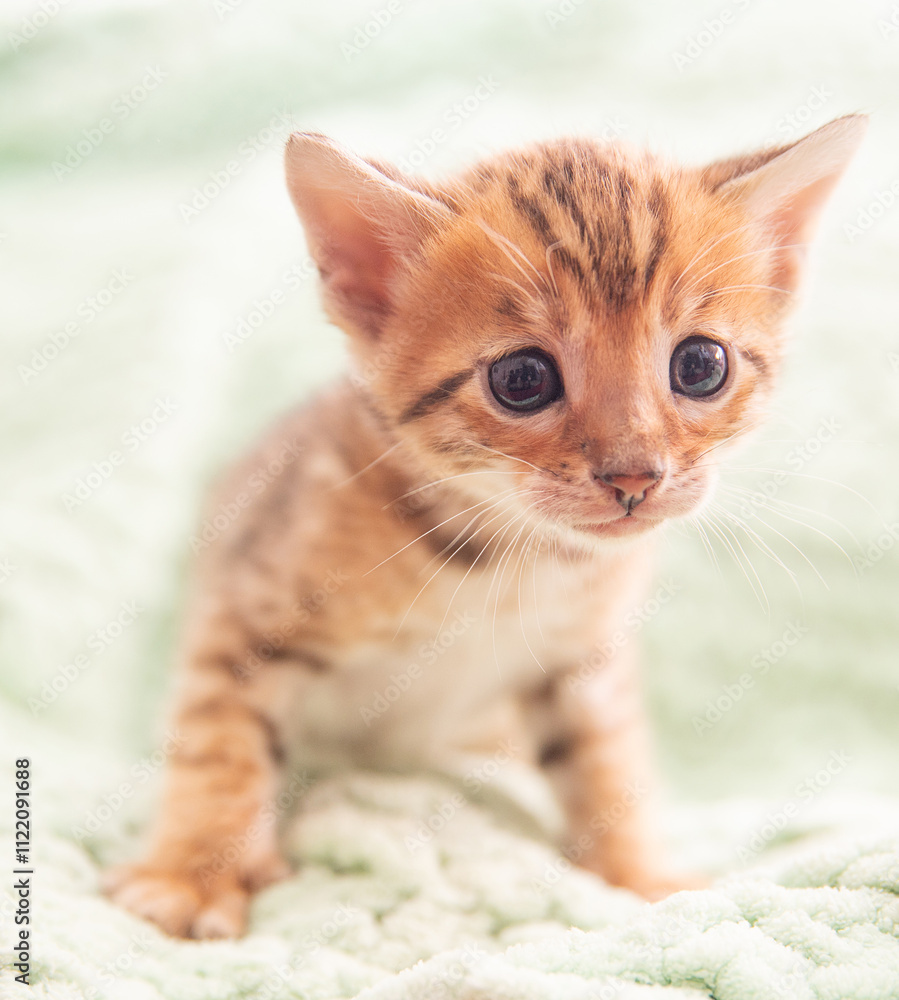 Naklejka premium A small, fluffy kitten with striking markings wanders playfully across a soft, textured blanket. Its wide eyes reflect curiosity and innocence, showcasing the charm of a young pet.