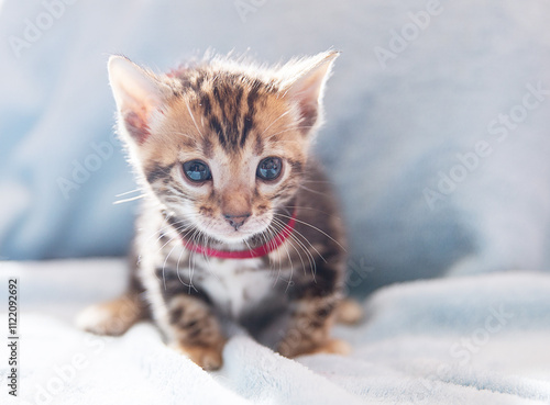 A small, fluffy kitten with striking blue eyes curiously examines its surroundings on a soft blanket. The warm light creates a serene atmosphere, perfect for playful adventures.