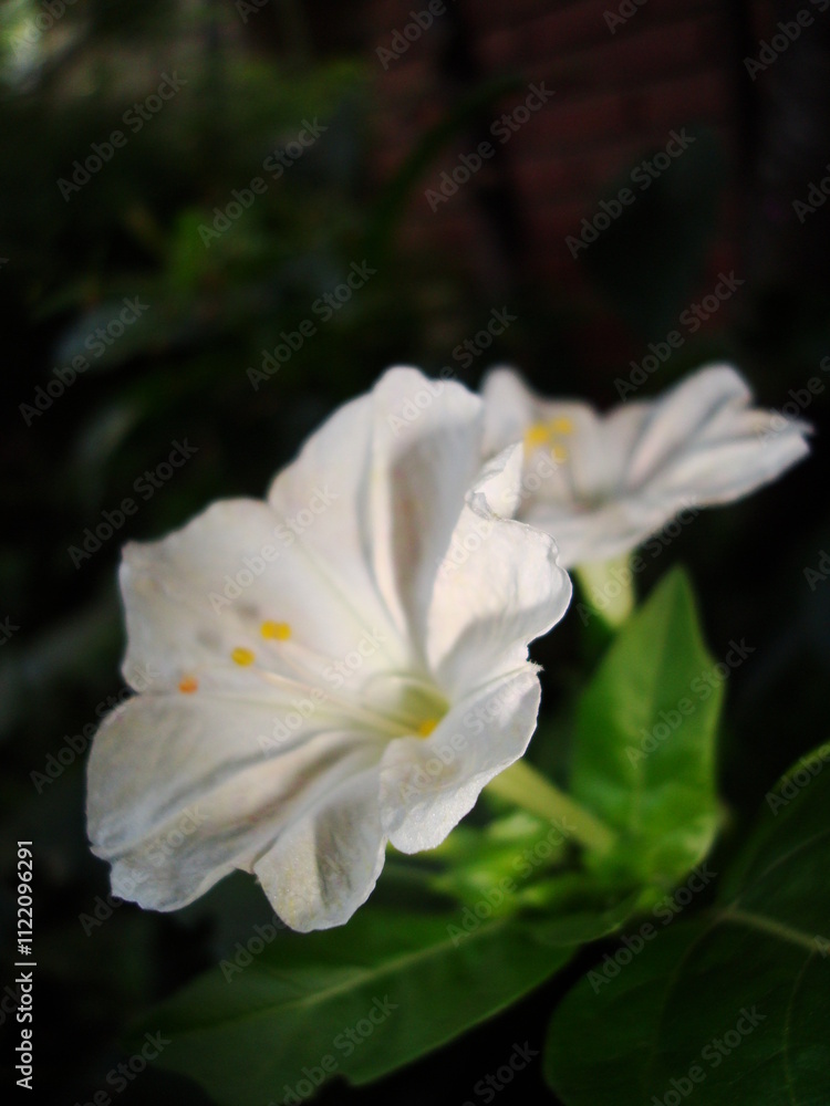 Obraz premium Flores / Flowers