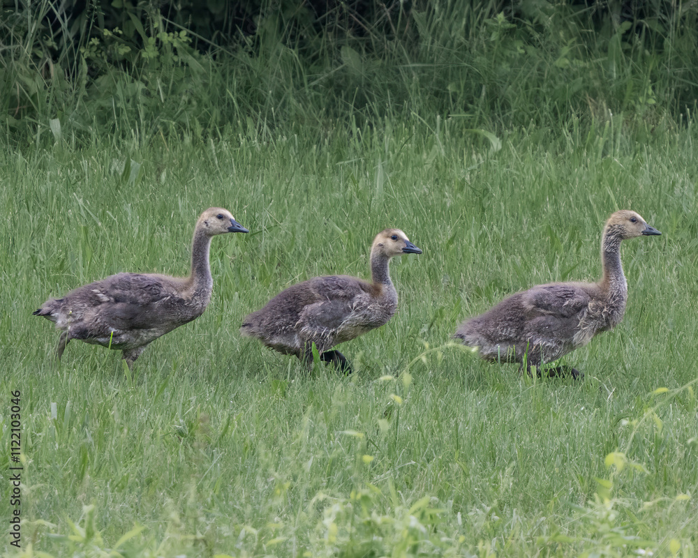 Fototapeta premium Canada Goose Goslings