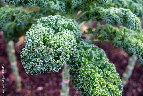 Winter hardy, frost resistant, kale by the name Winterborn, growing in a kitchen garden in Brockenhurst, New Forest, Hampshire UK. photo