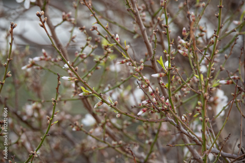 gros plan sur des fleurs d'amandier et des bourgeons photo