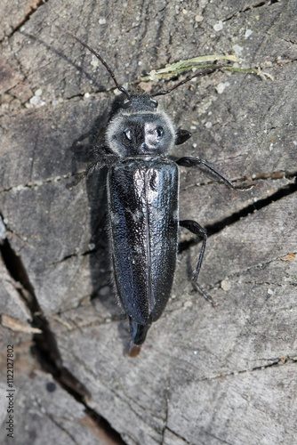 Old-house Borer (Hylotrupes bajulus) adult beetle resting on wood. photo