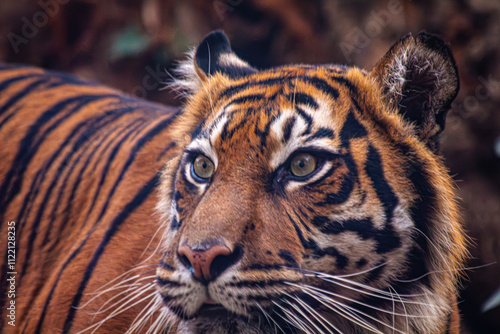 Sumatratiger in der Wildnis – majestätischer Raubtierblick photo