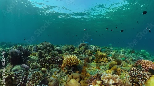 Wallpaper Mural Tropical coral reef. Underwater fishes and corals. Torontodigital.ca