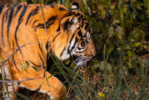 Sumatratiger in der Wildnis – majestätischer Raubtierblick photo