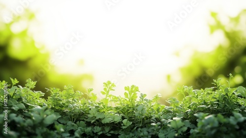 Lush green leaves against a bright background.