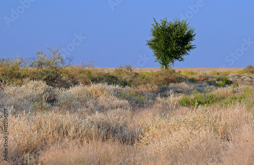 Lone tree in Savanna