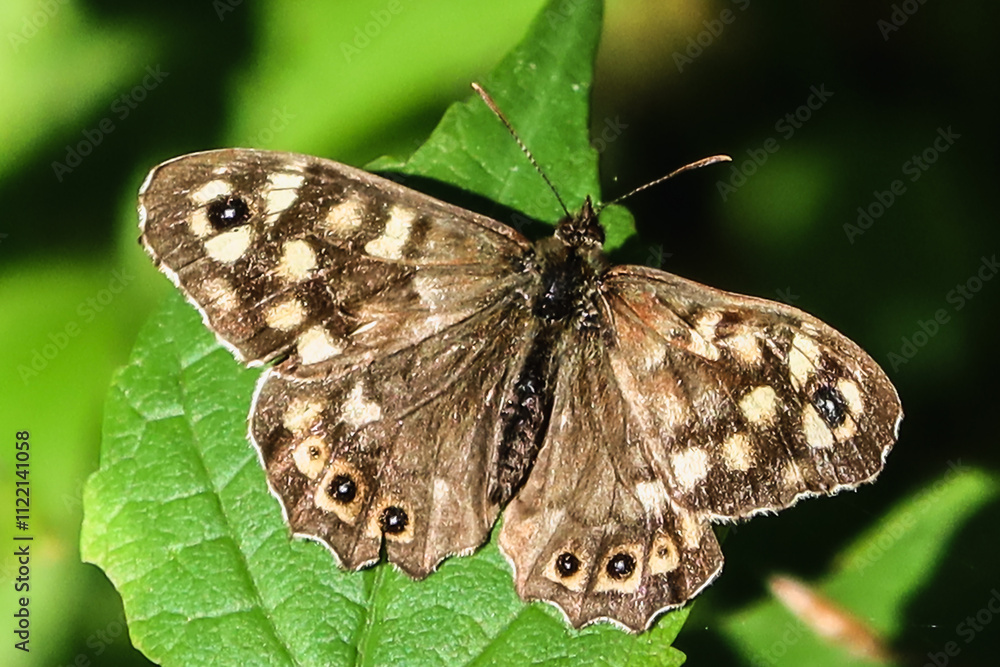 Obraz premium Waldbrettspiel dorsal