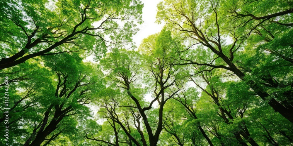 Lush green forest canopy with trees exhibiting crown shyness phenomenon, showing distinct spacing between branches, trees, growth Lush green forest canopy with trees exhibiting crown shyness phenomenon, showing distinct spacing between branches, trees, growth