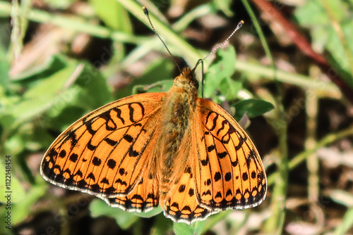 Großer Perlmuttfalter, dorsal, Dark green fritillary, dorsal photo