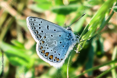 Hauhechel-Bläuling, Gemeiner Bläuling männlich, ventral photo