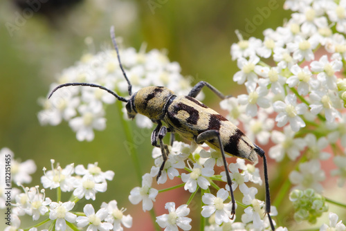 Wasp Beetle - Cerambycid (Chlorophorus varius) on umbellifer in summer. photo