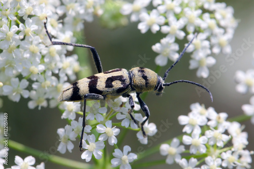 Wasp Beetle - Cerambycid (Chlorophorus varius) on umbellifer in summer. photo