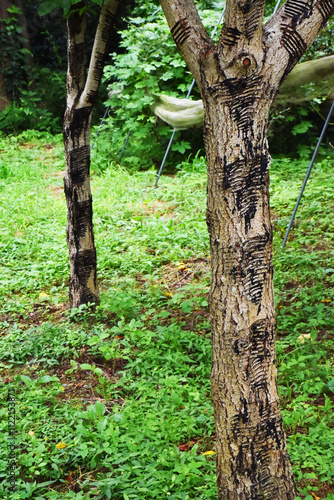 Japanese lacquer tree with horizontal cuts on the bark. Dark harden sap is visible. The precise incisions reflect the traditional sap harvesting process for urushi lacquer. Okukuji area of Japan. photo