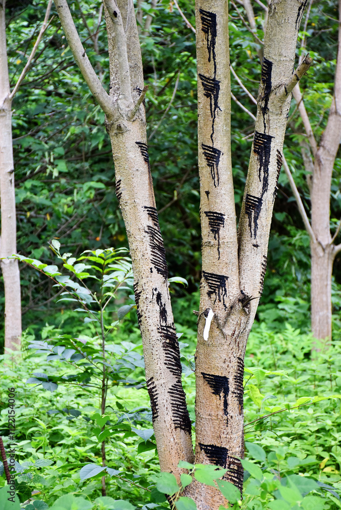 Fototapeta premium A row of Japanese lacquer trees with slender trunks and lush, feathery green leaves in the Okukuji area of Japan. Urushi is the natural sap collected by tapping the bark with horizontal cuts.