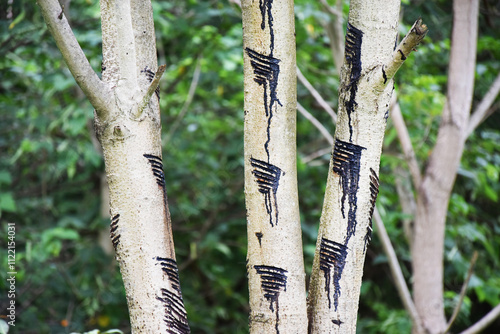 A row of Japanese lacquer trees with slender trunks and lush, feathery green leaves in the Okukuji area of Japan. Urushi is the natural sap collected by tapping the bark with horizontal cuts.