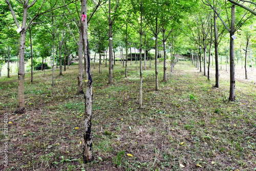 A row of Japanese lacquer trees with slender trunks and lush, feathery green leaves in the Okukuji area of Japan. Urushi is the natural sap collected by tapping the bark with horizontal cuts. photo