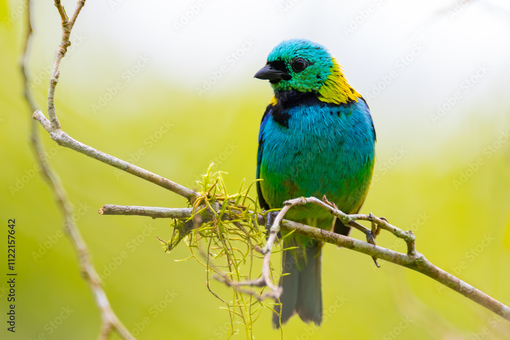 Fototapeta premium tropical bird