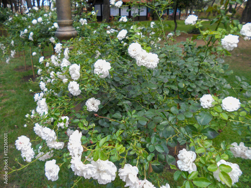 Beautiful white roses blooming in a garden setting photo