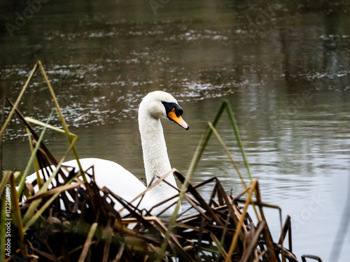 The nosey swan on the lake photo