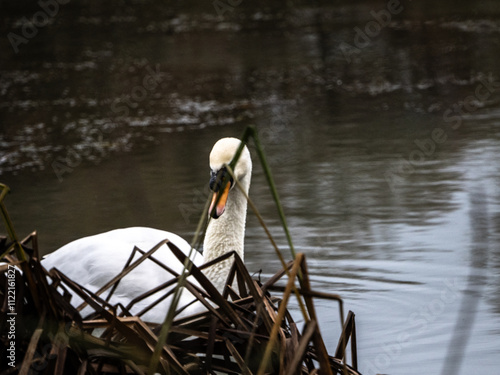 фотографія The nosey swan on the lake